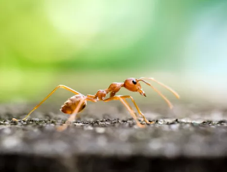 Red Fire Ant