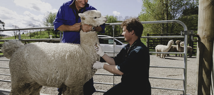 Animal Export Certification feature