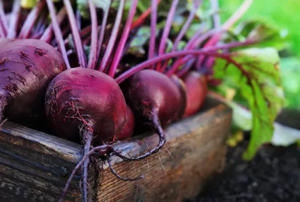 NZGAP Experts 1256x650px